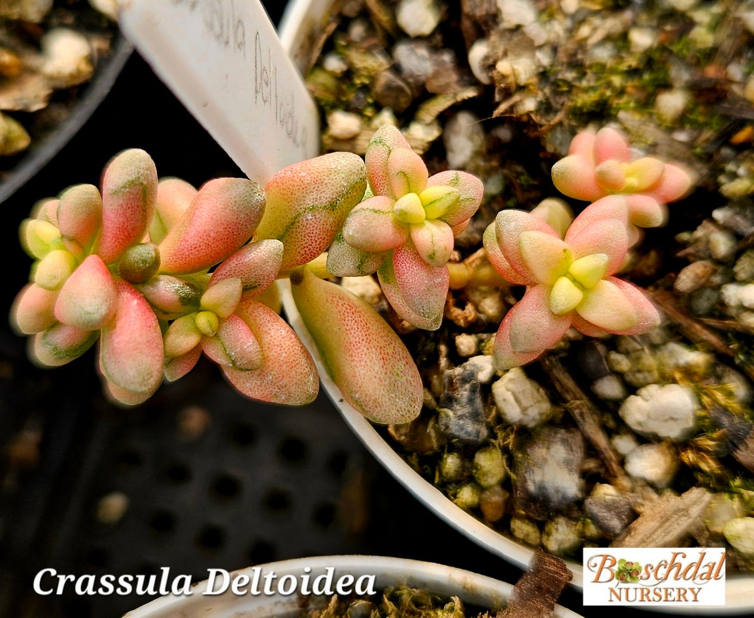 Crassula Deltoidea