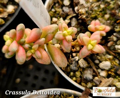 Crassula Deltoidea