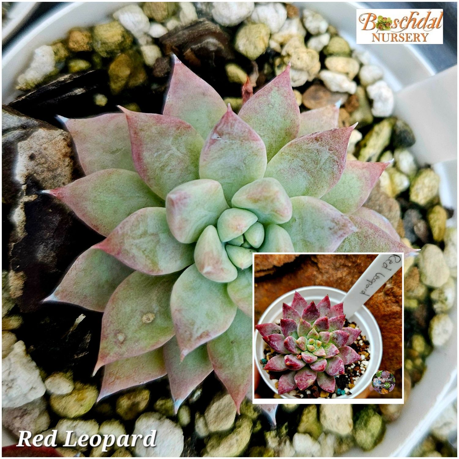 Echeveria Red Leopard