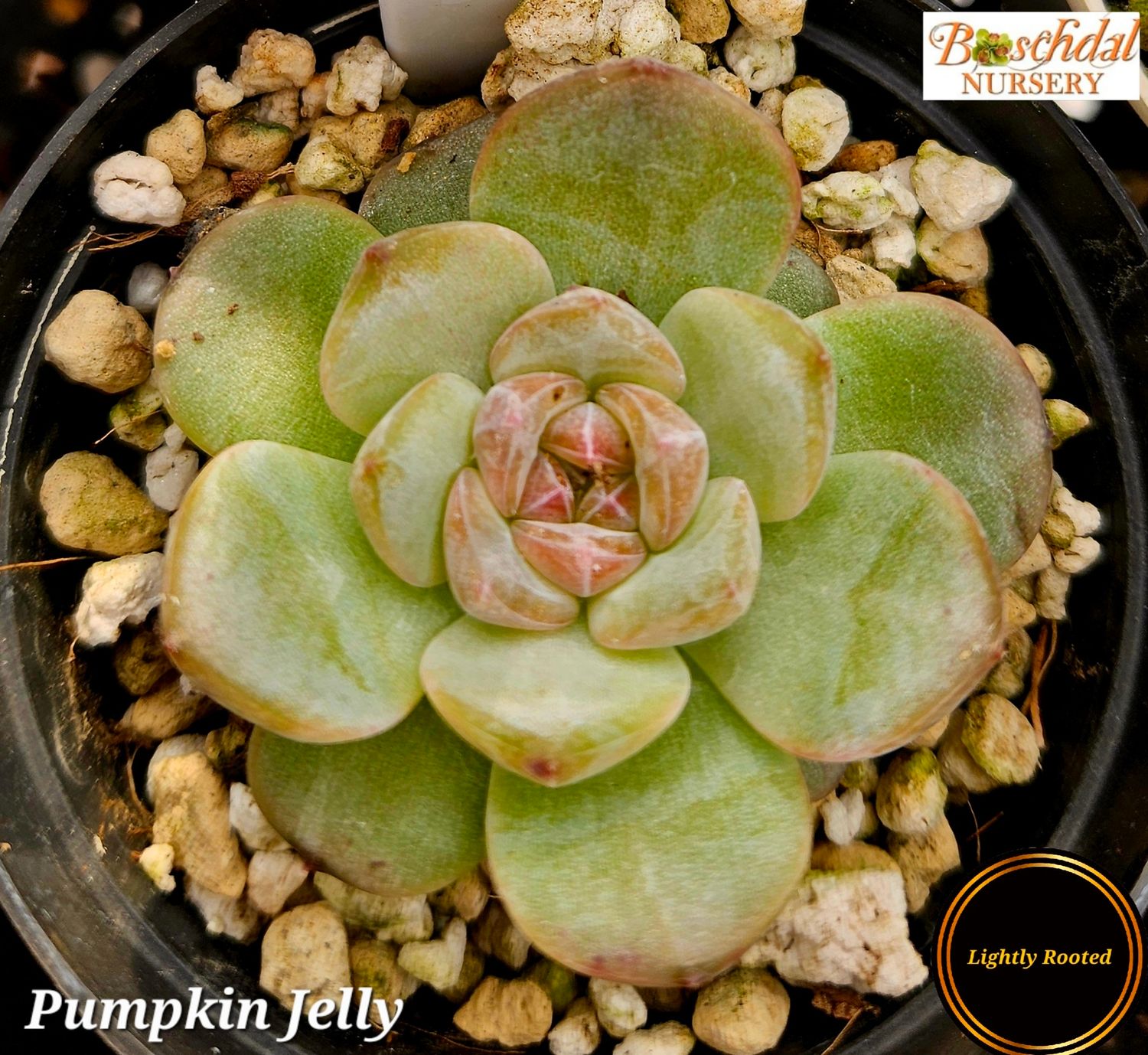 Echeveria Pumpkin Jelly