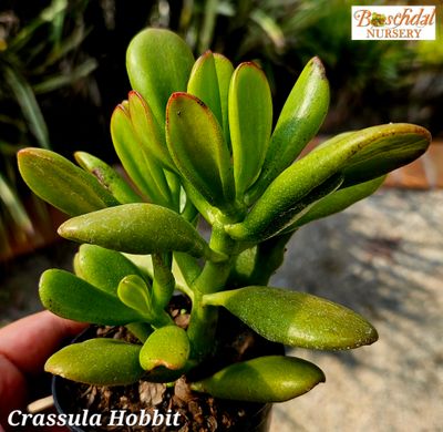 Crassula Hobbit