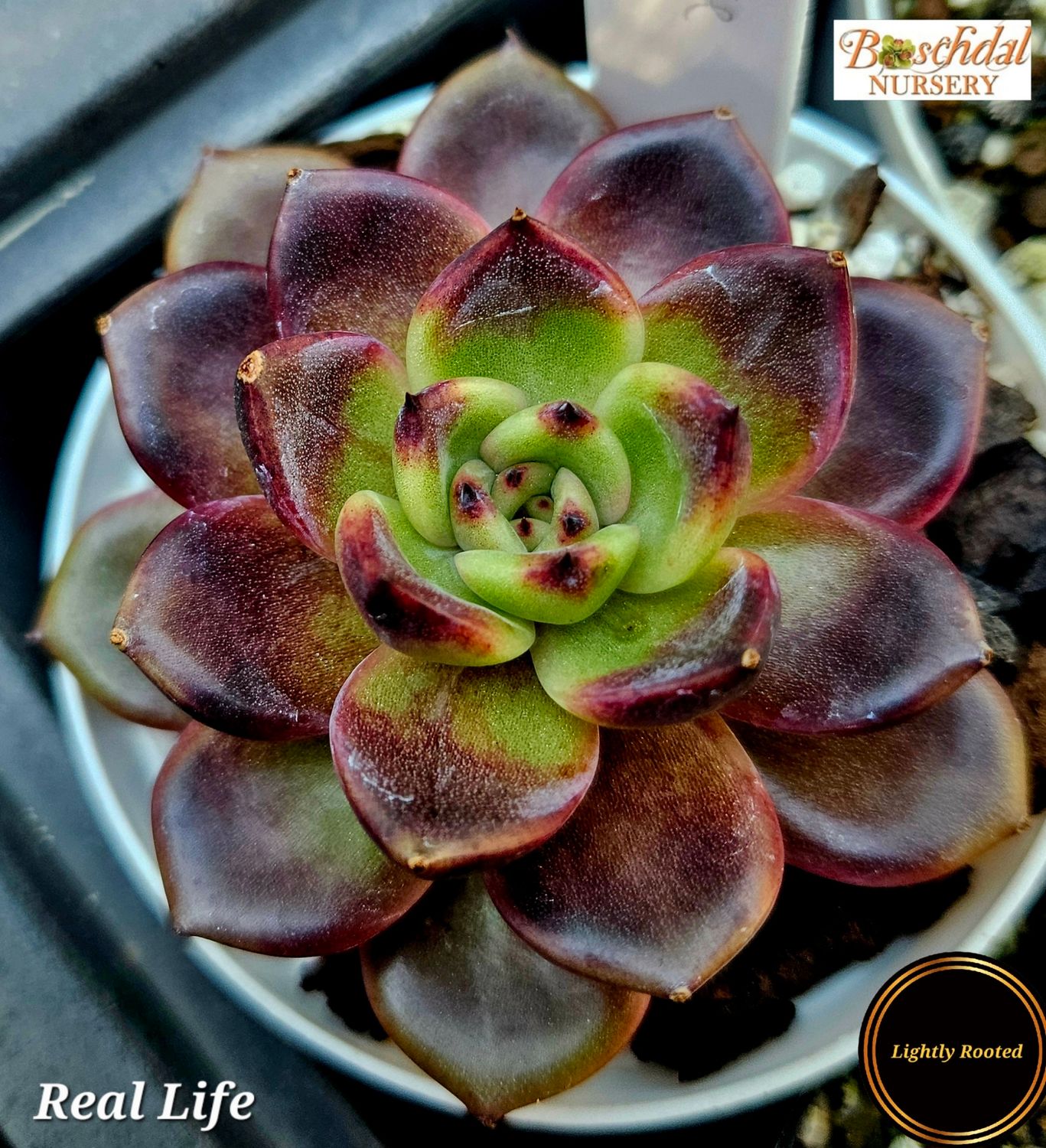 Echeveria Real Life