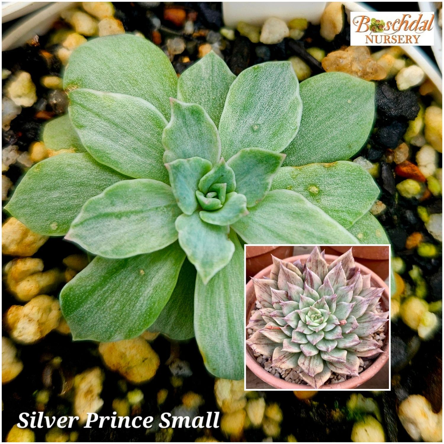 Echeveria Silver Prince