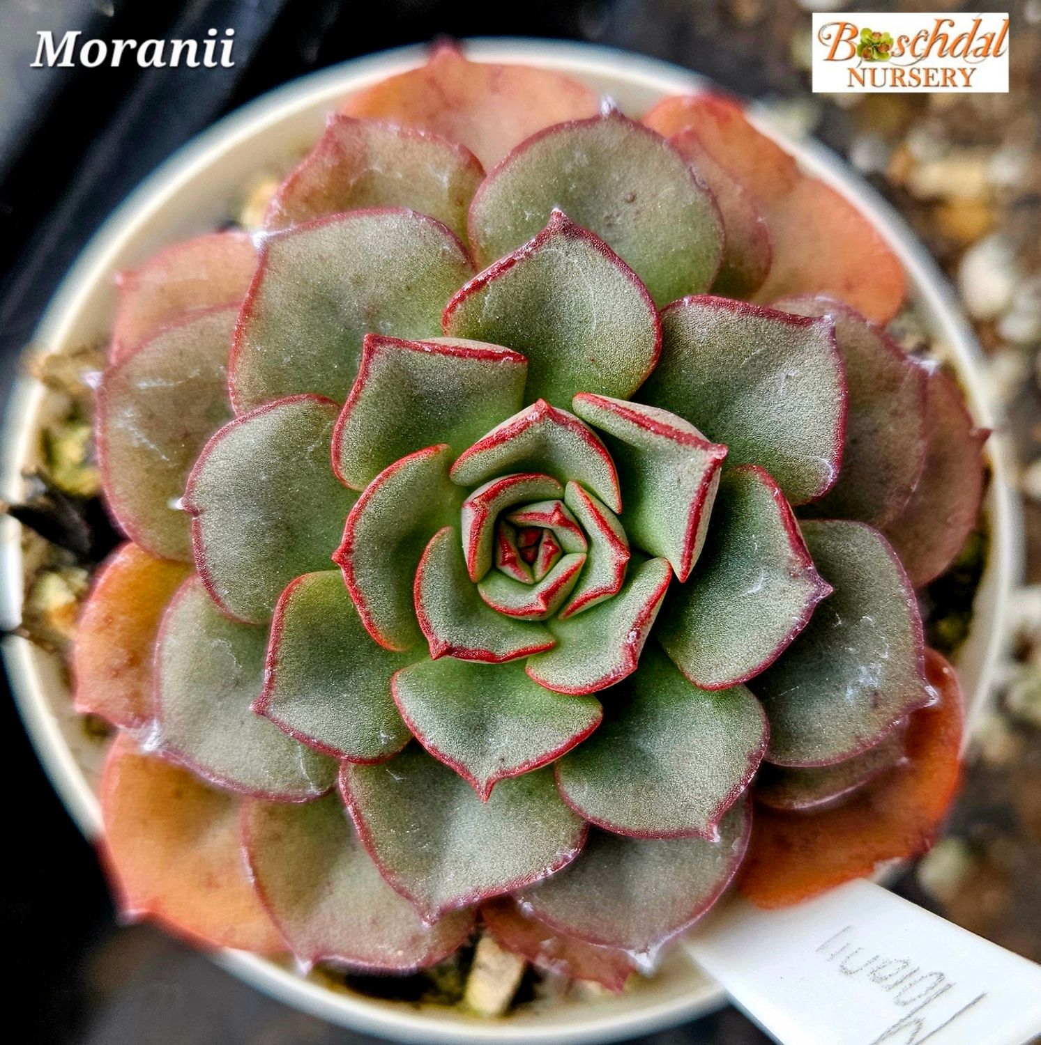 Echeveria Morani