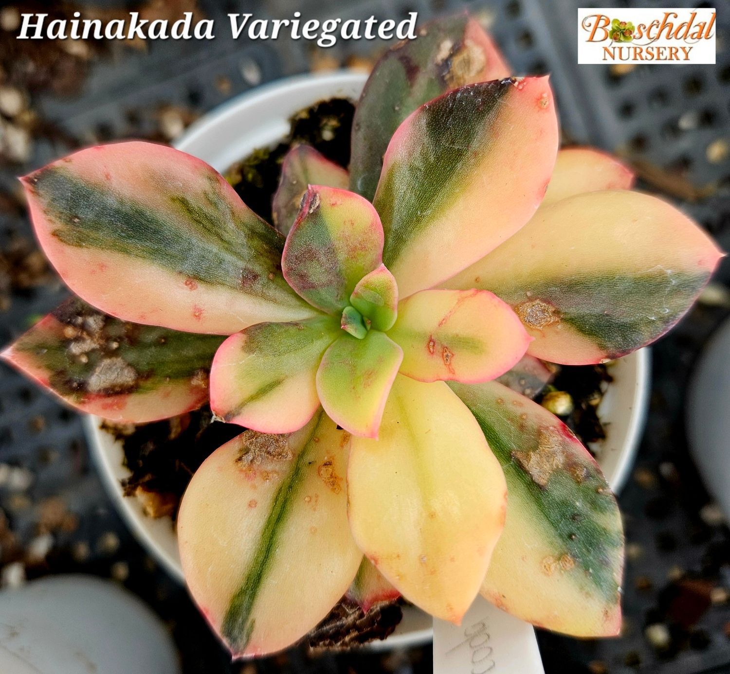 Echeveria cv. Hainakada Variegated