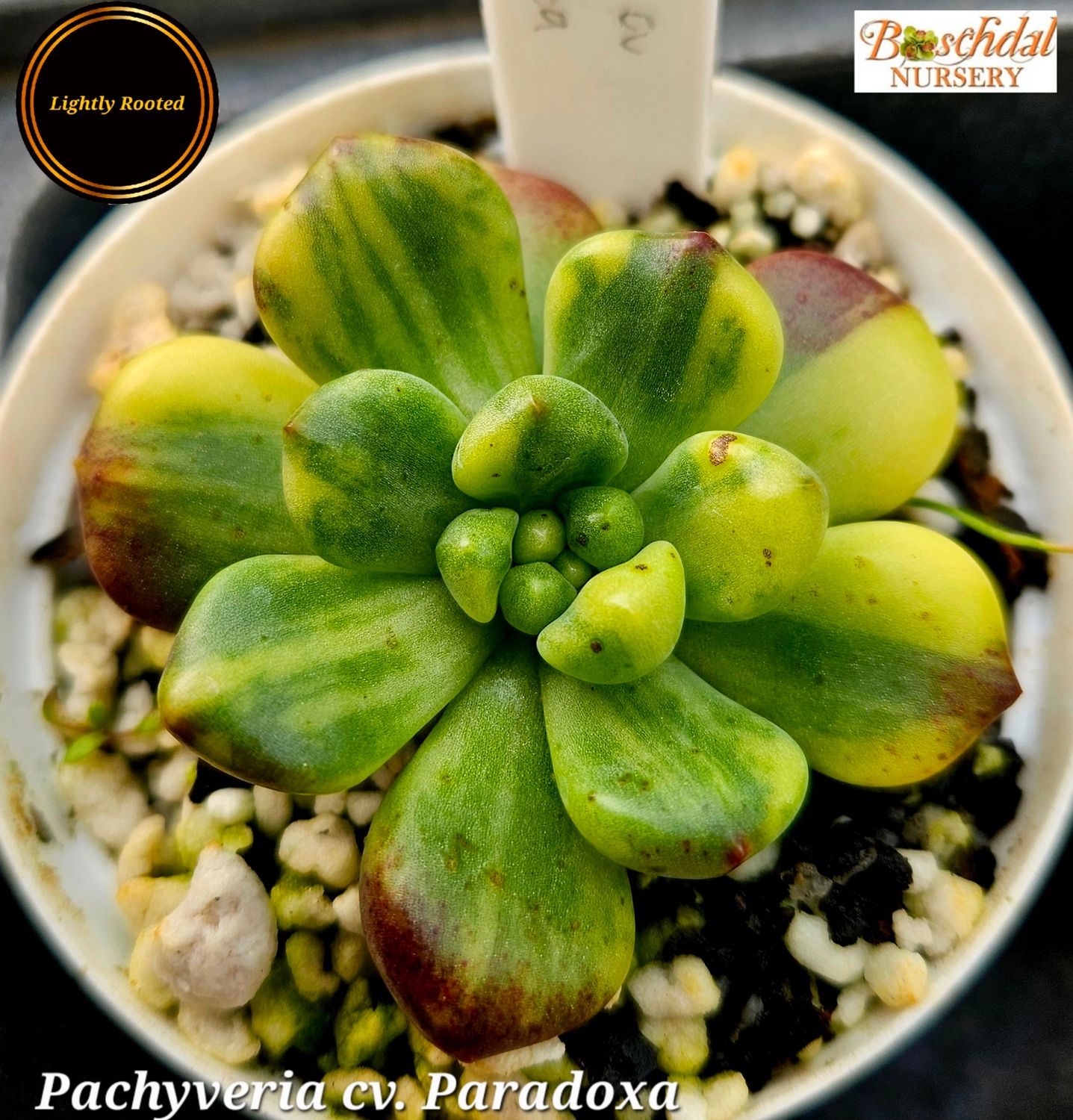 Pachyveria Paradoxa