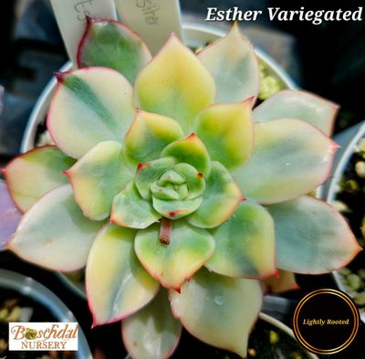 Echeveria Esther Variegated