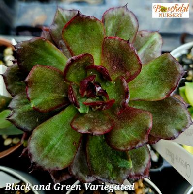 Echeveria Black and Green Variegated