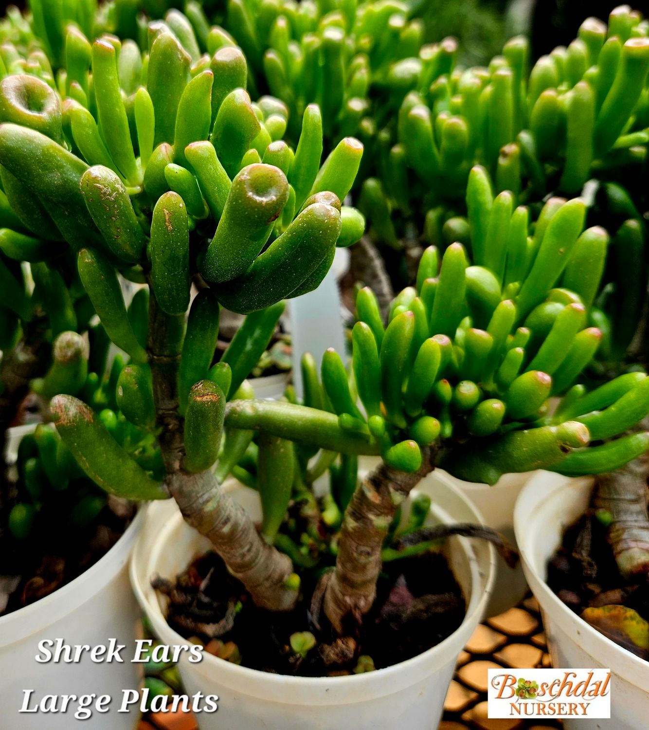 Shrek ears