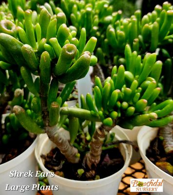 Shrek ears