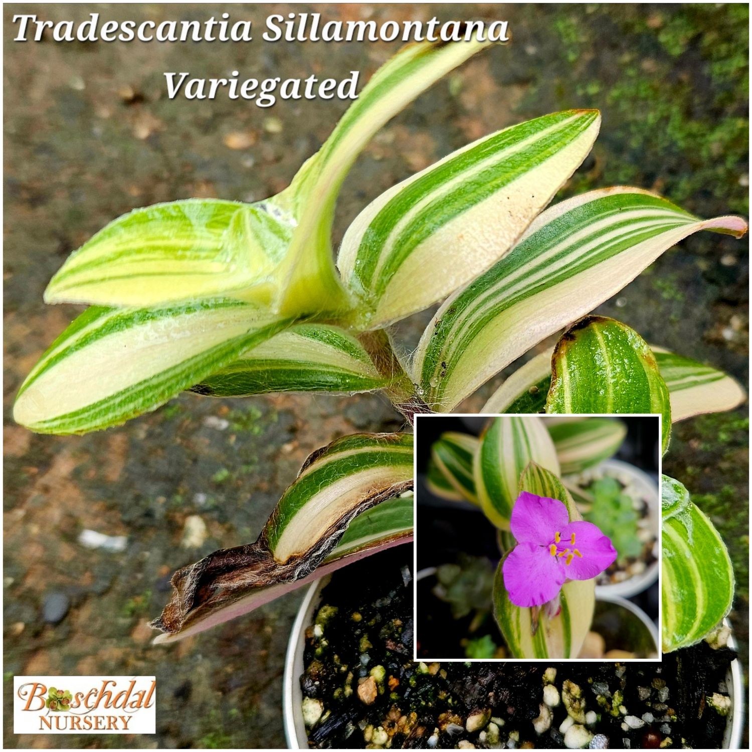Tradescantia Sillamontana Variegated