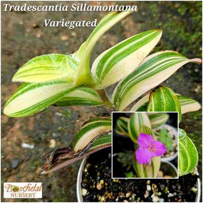 Tradescantia Sillamontana Variegated