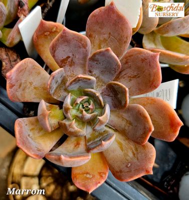 Echeveria Marrom