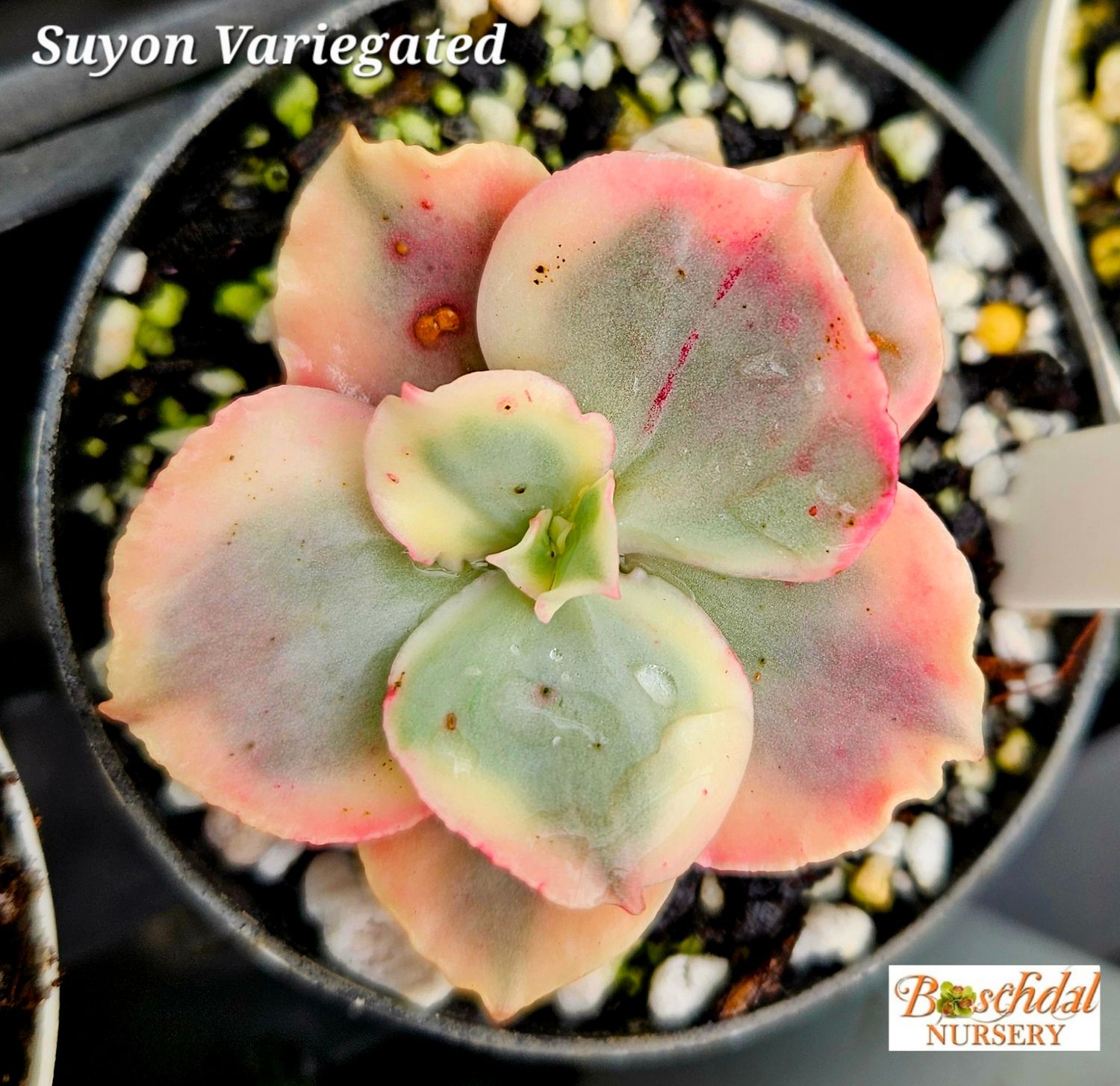 Echeveria Suyon Variegated