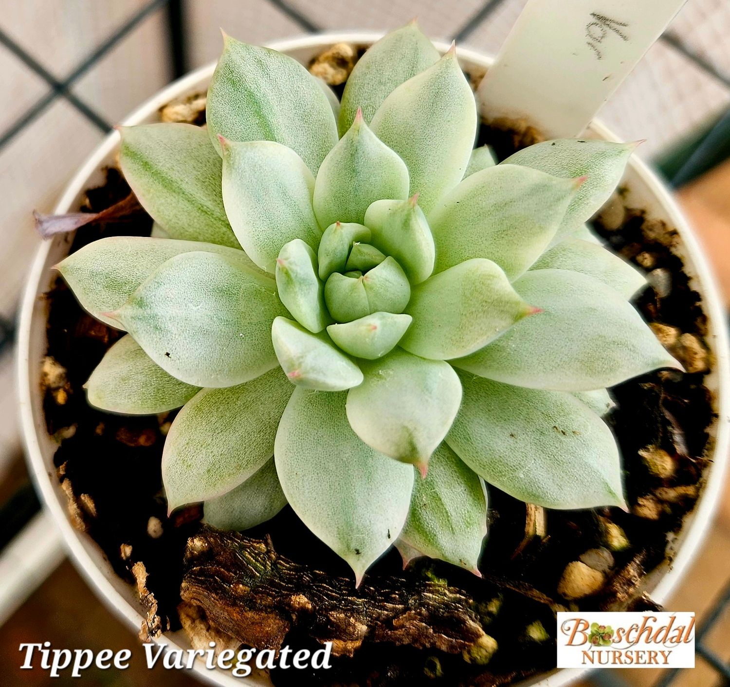 Echeveria Tippee Variegated