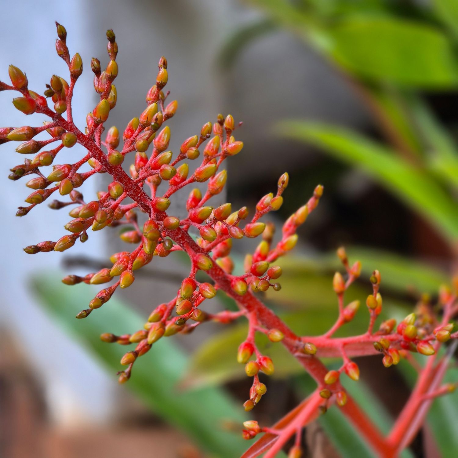 Bromelia Caudata