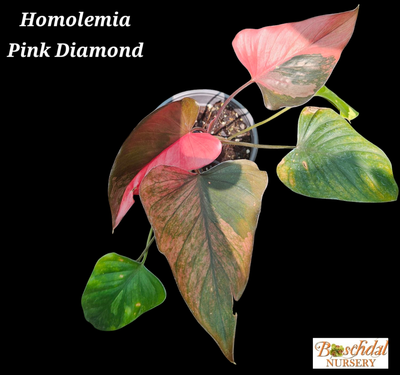 Homalomena Pink Diamond