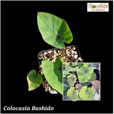 Colocasia Bushido Colocasia Bushido