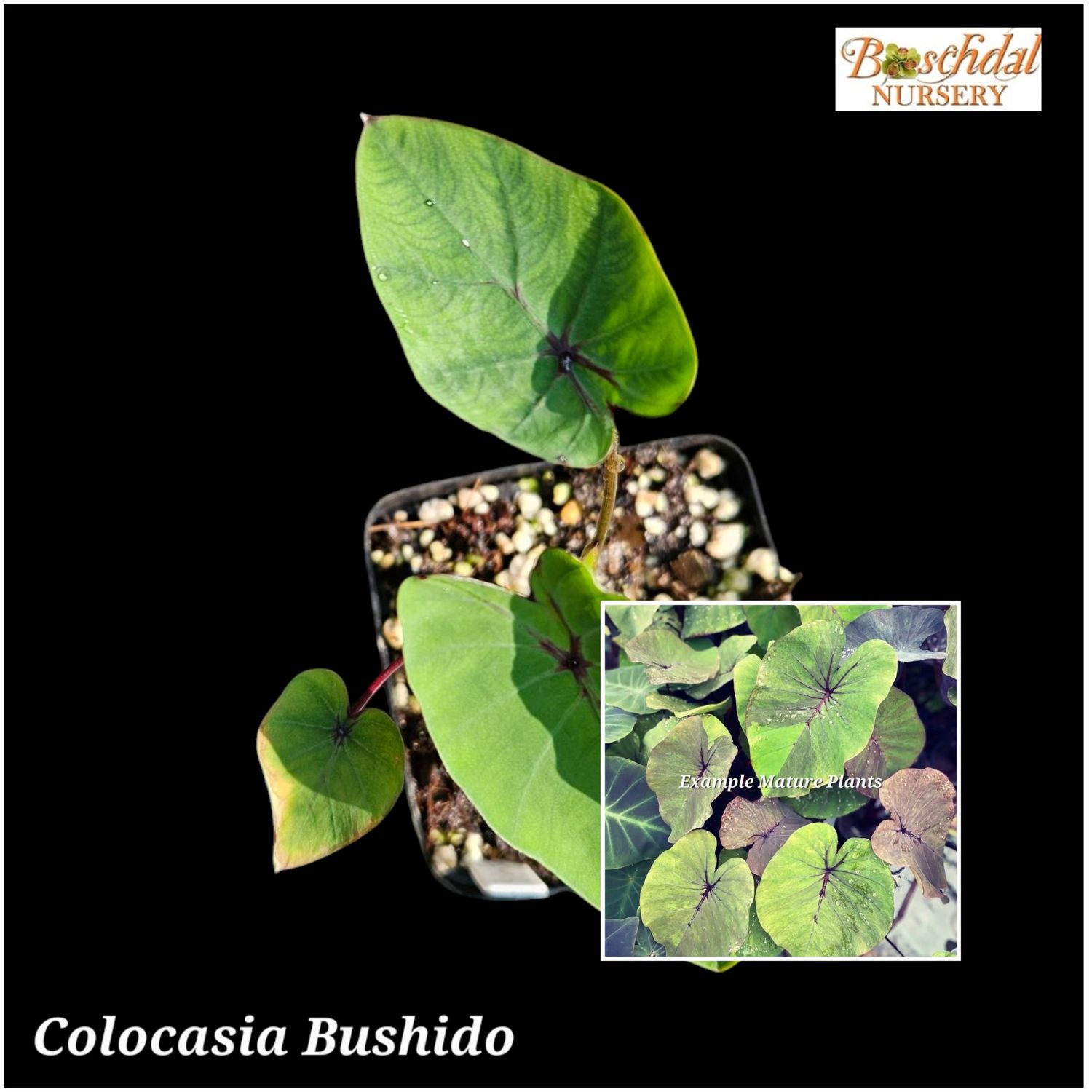 Colocasia Bushido