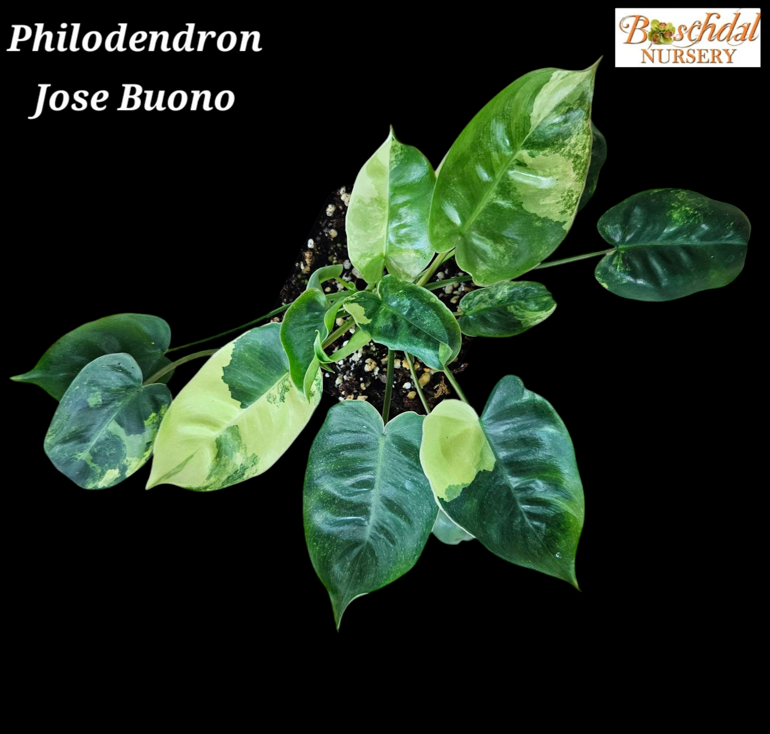 Philodendron Jose Buono