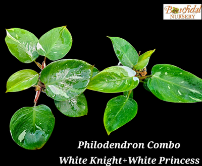 Philodendron White Princess + White Knight Combo Low Variegation