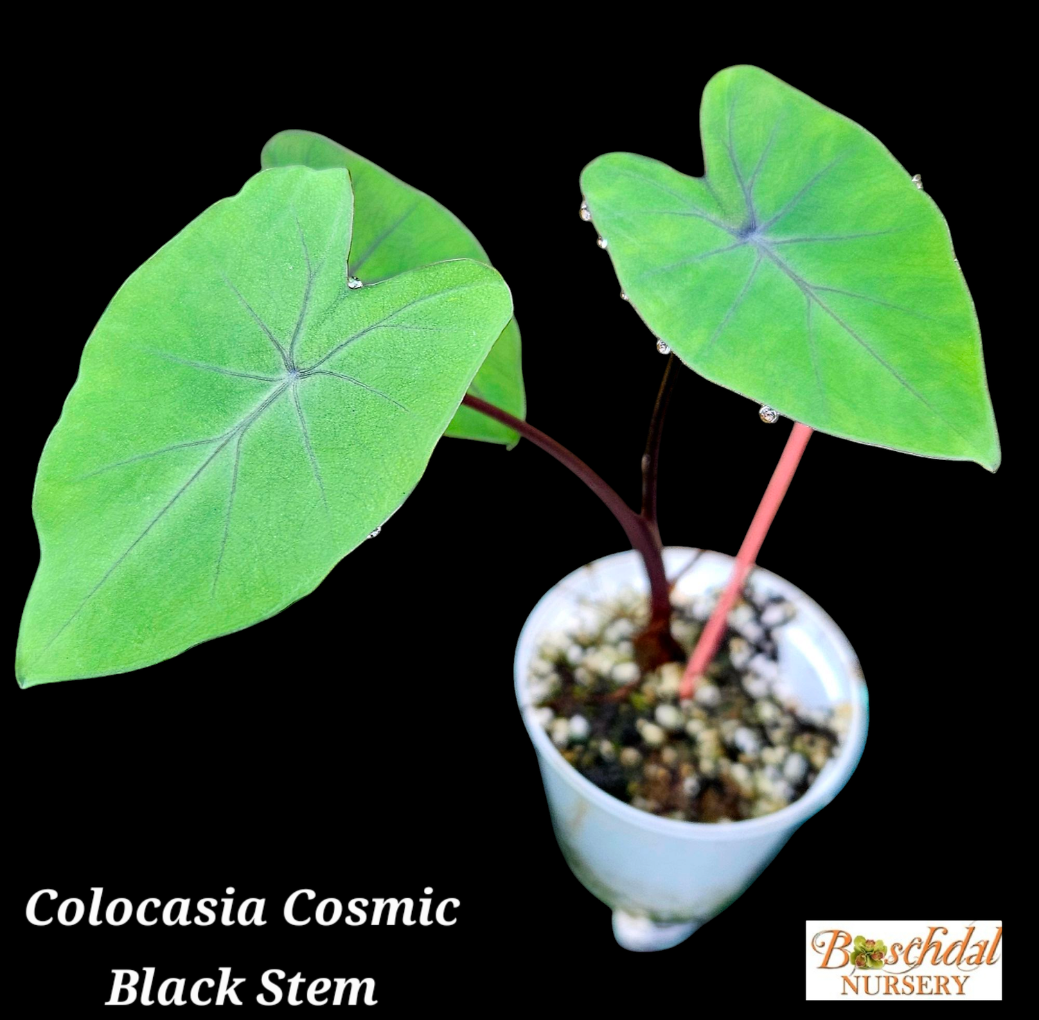 Colocasia Cosmic Black Stem
