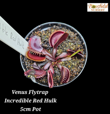 Venus Flytrap &#39;Incredible Red Hulk&#39;
