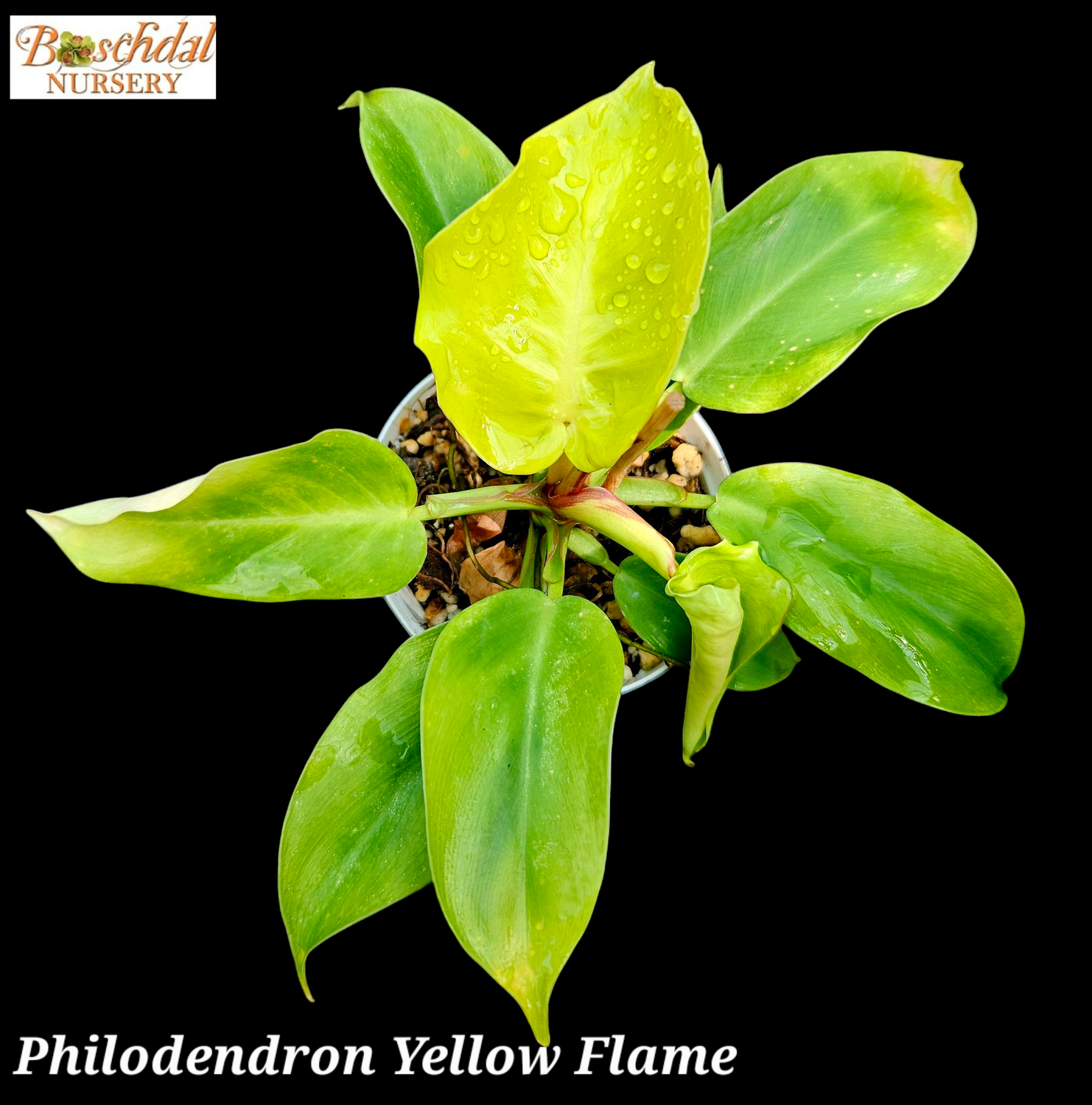 Philodendron Yellow Flame 9cm Pot
