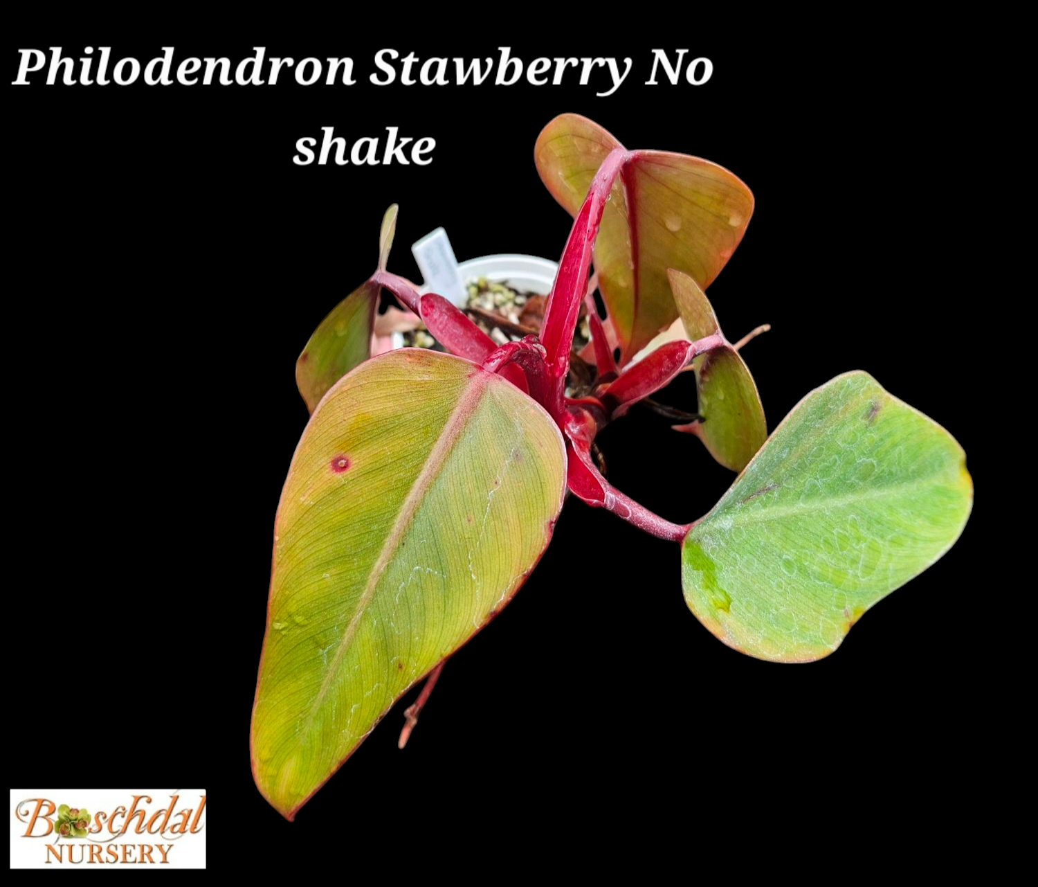Philodendron Strawberry &#39;No Shake&#39;