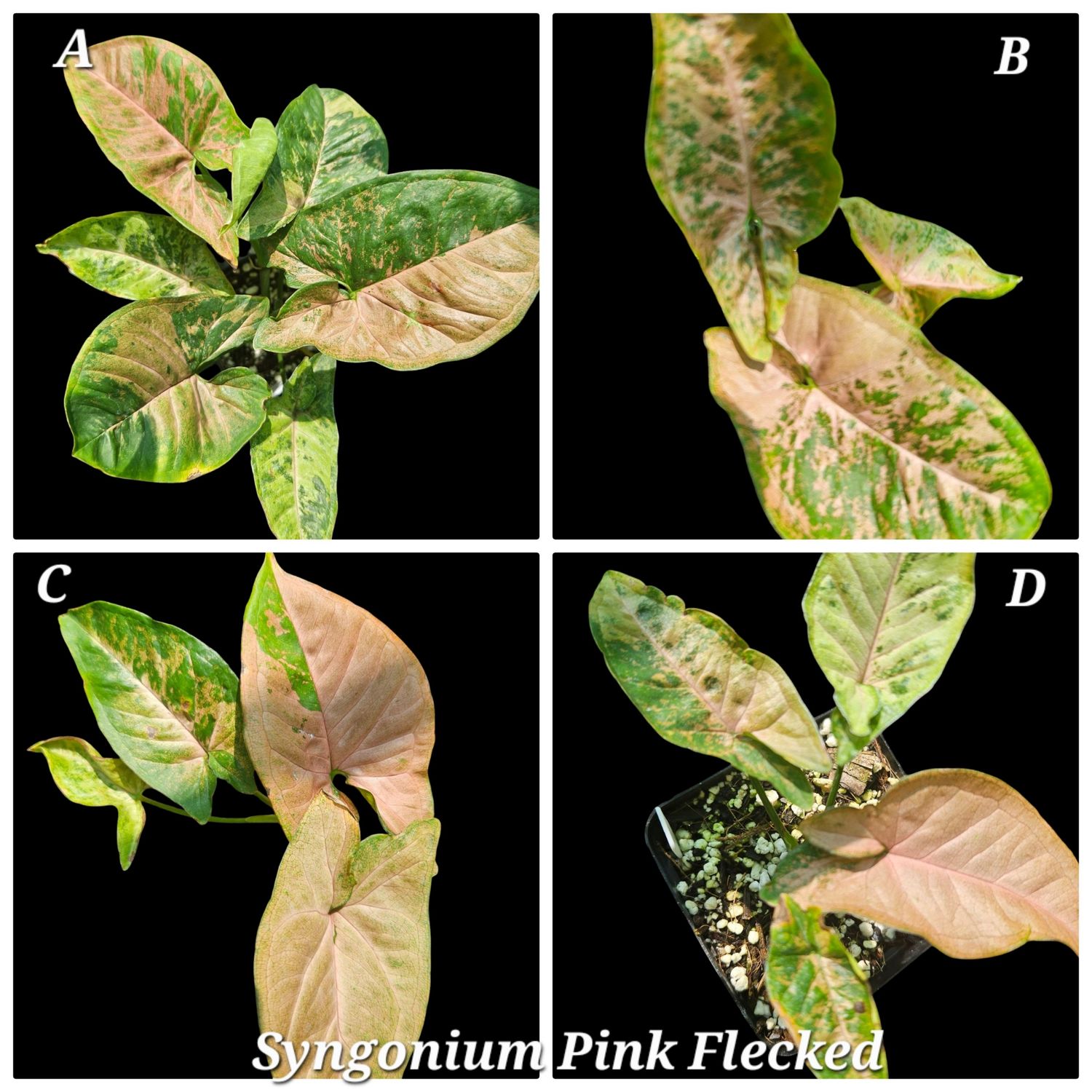 Syngonium Pink Flecked