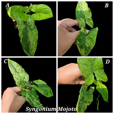 Syngonium Mojito Syngonium Mojito