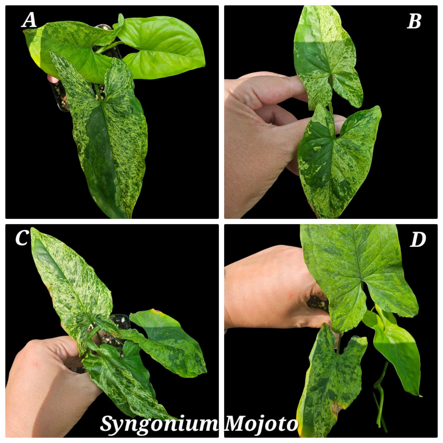 Syngonium Mojito