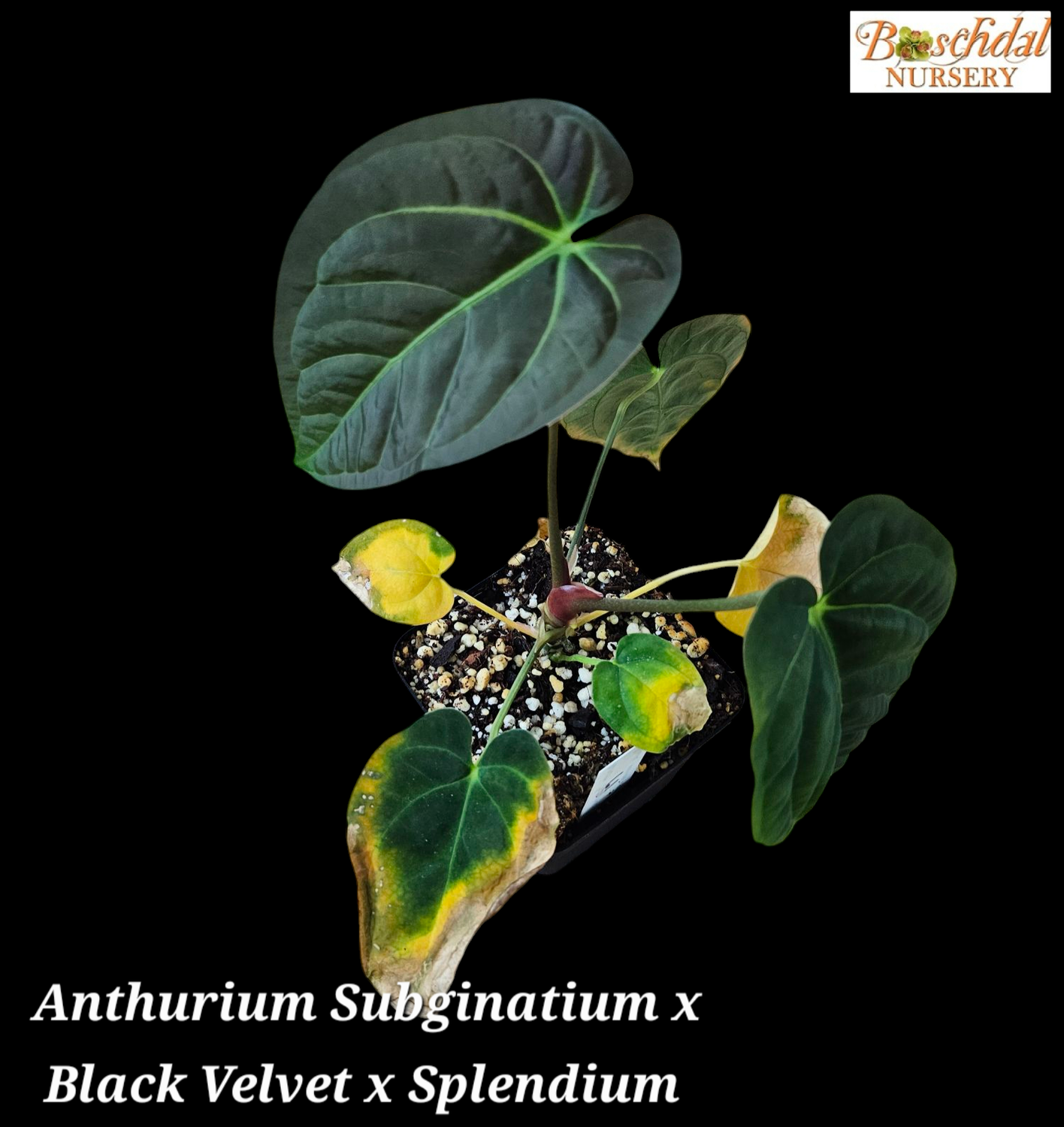 Anthurium Subginatium x Black Velvet x Splendium
