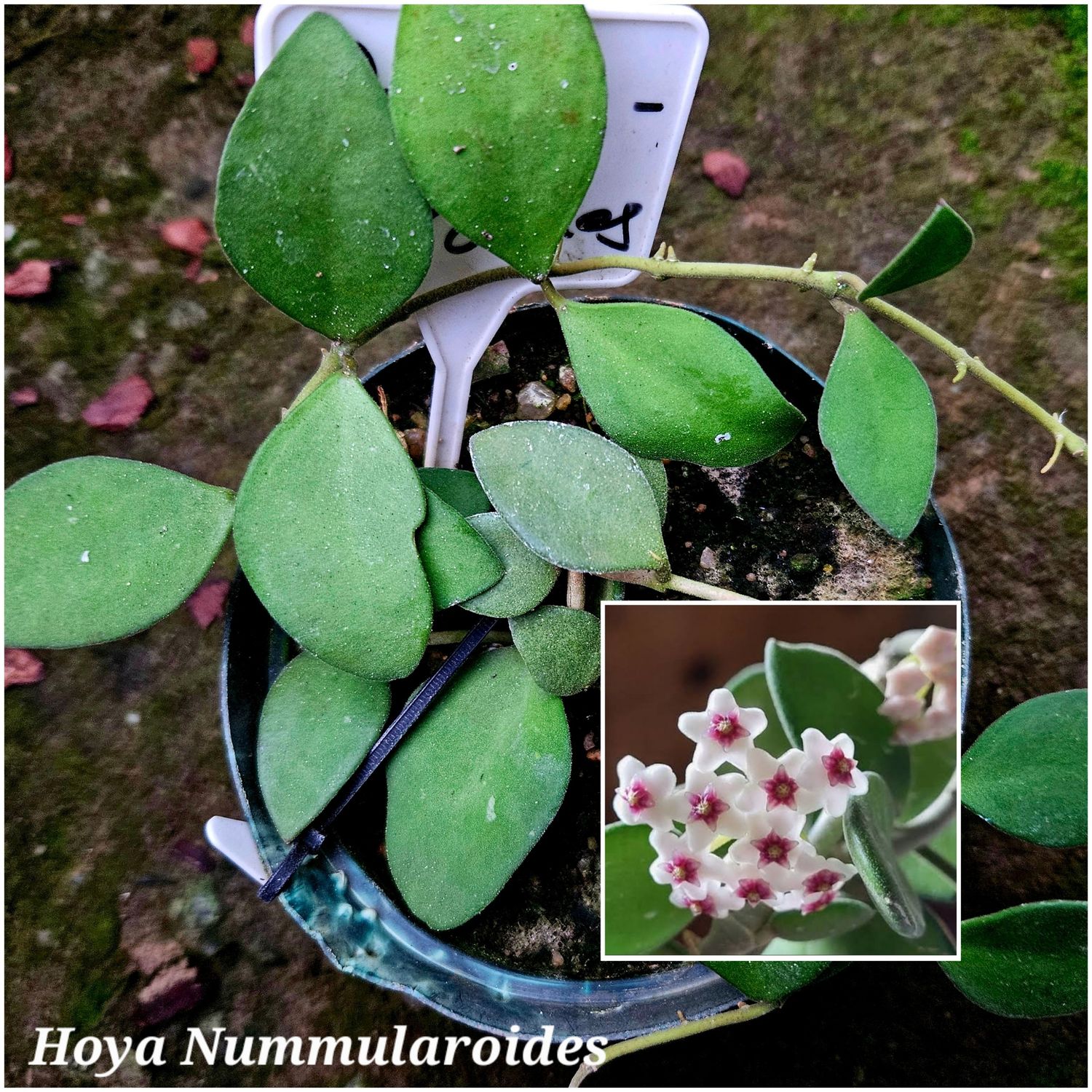 Hoya Nummularoides