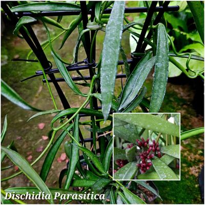 Discidia parasitica