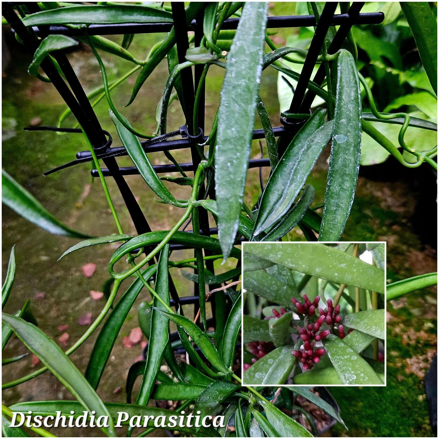 Discidia parasitica Discidia parasitica