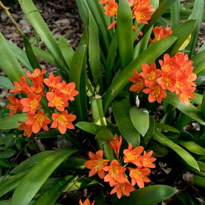 Clivia Miniata Orange mature plant taken out of garden.