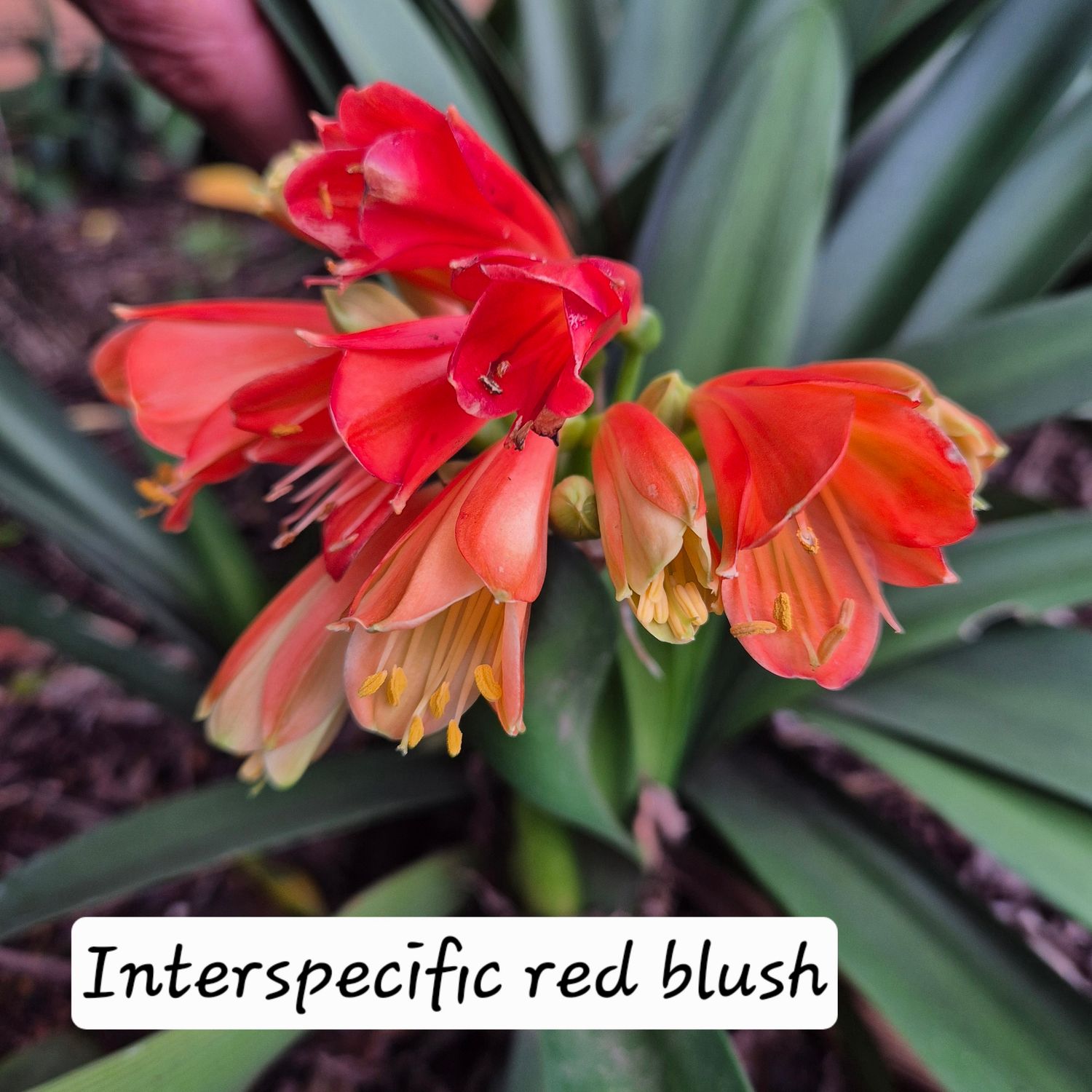 Clivia interspecific red blush