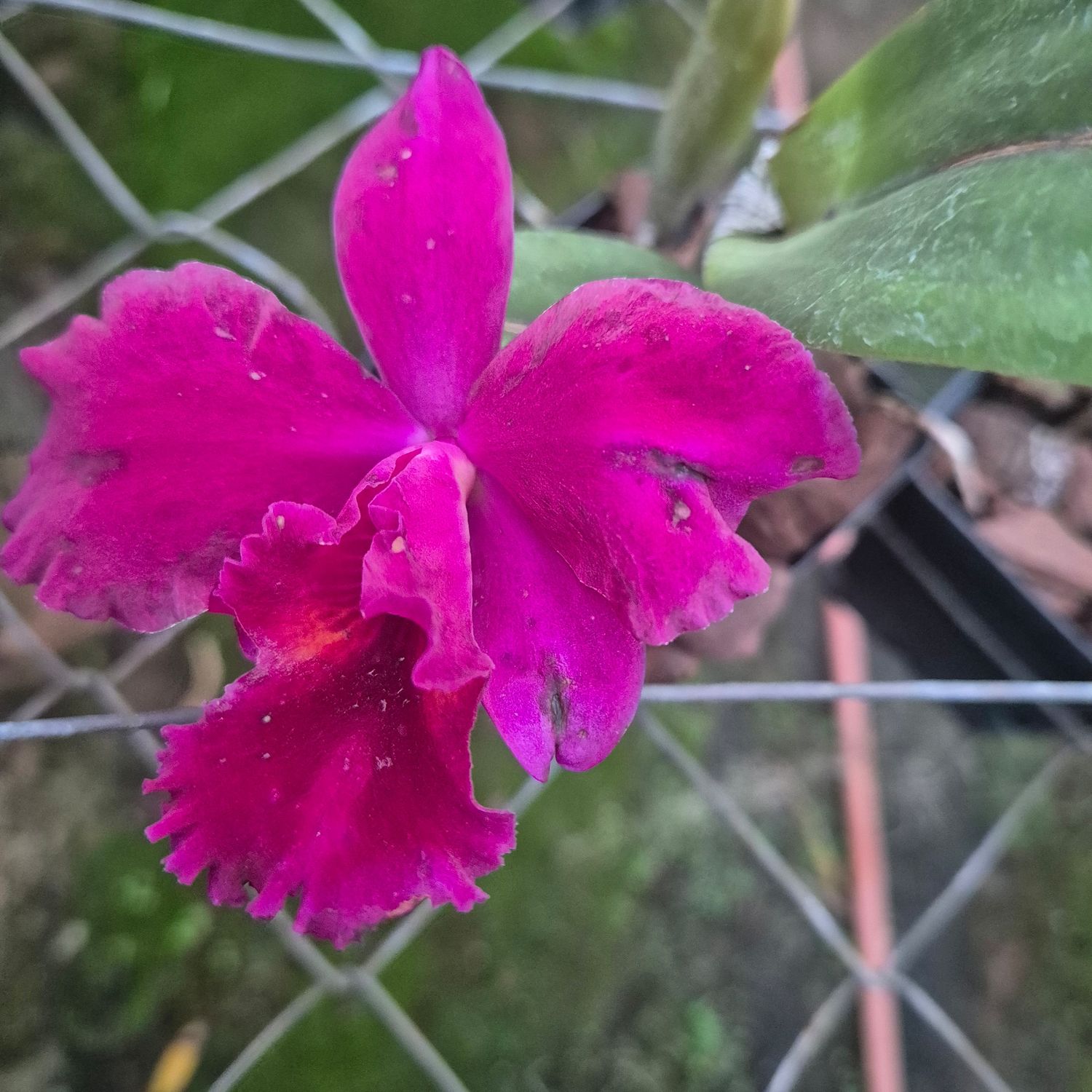 Cattleya My Precious