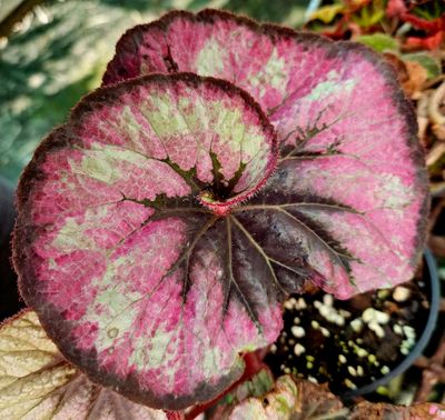 Begonia Cherry