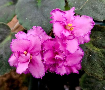 African Violet Christmas Candy-O Starter Plant African Violet Christmas Candy-O Starter Plant