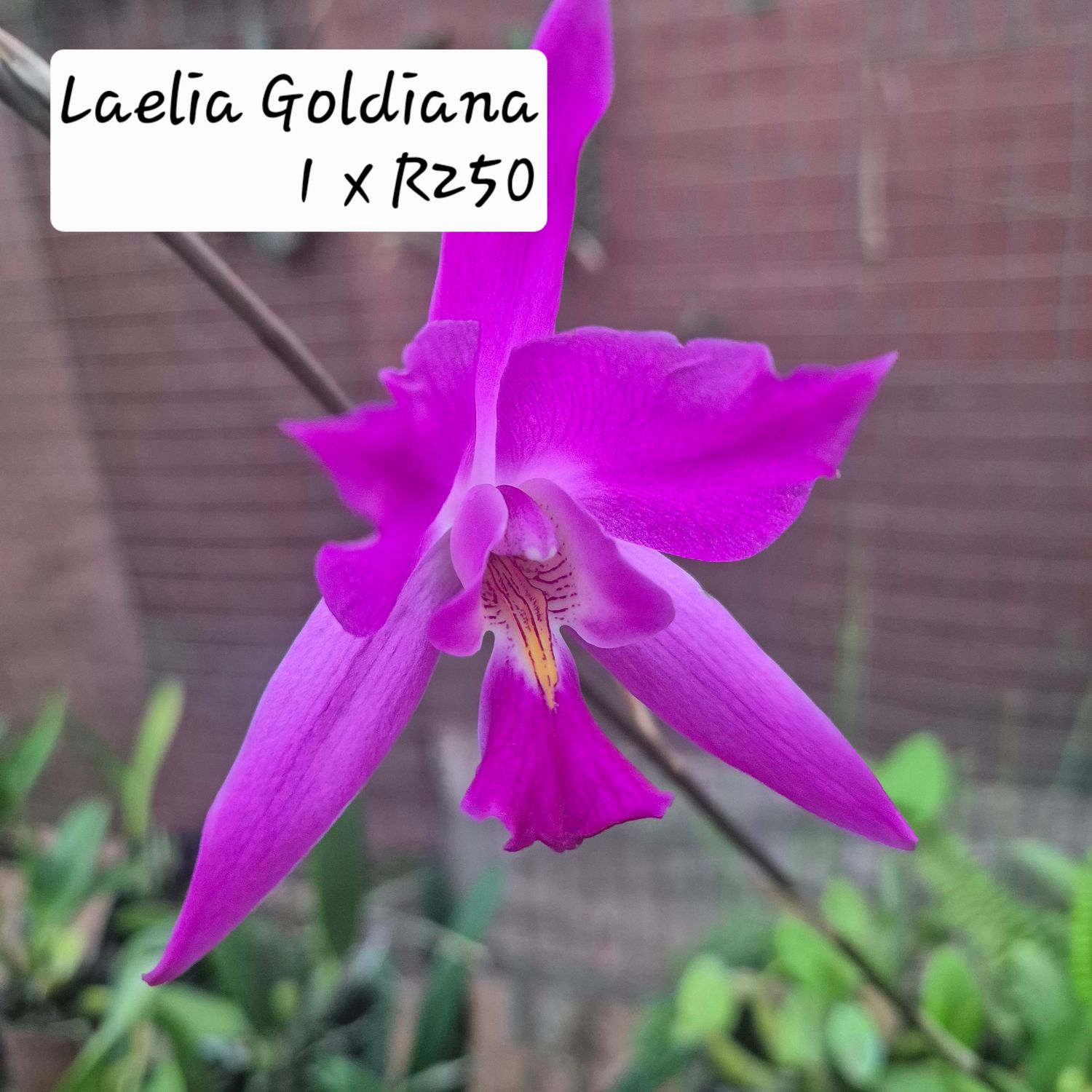 Laelia goldiana