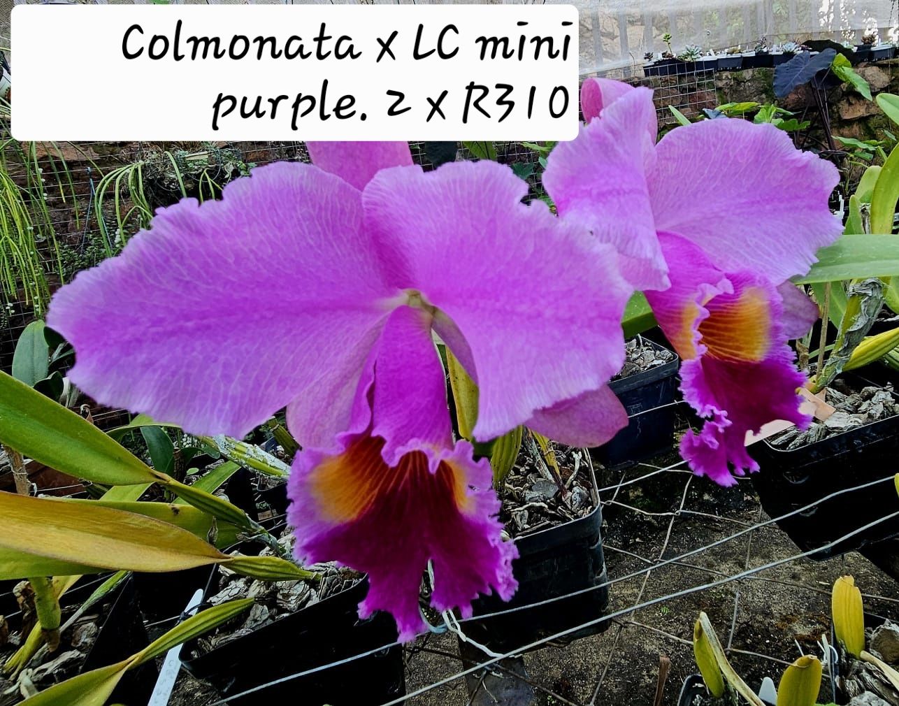 Colmonata x LC Mini Purple