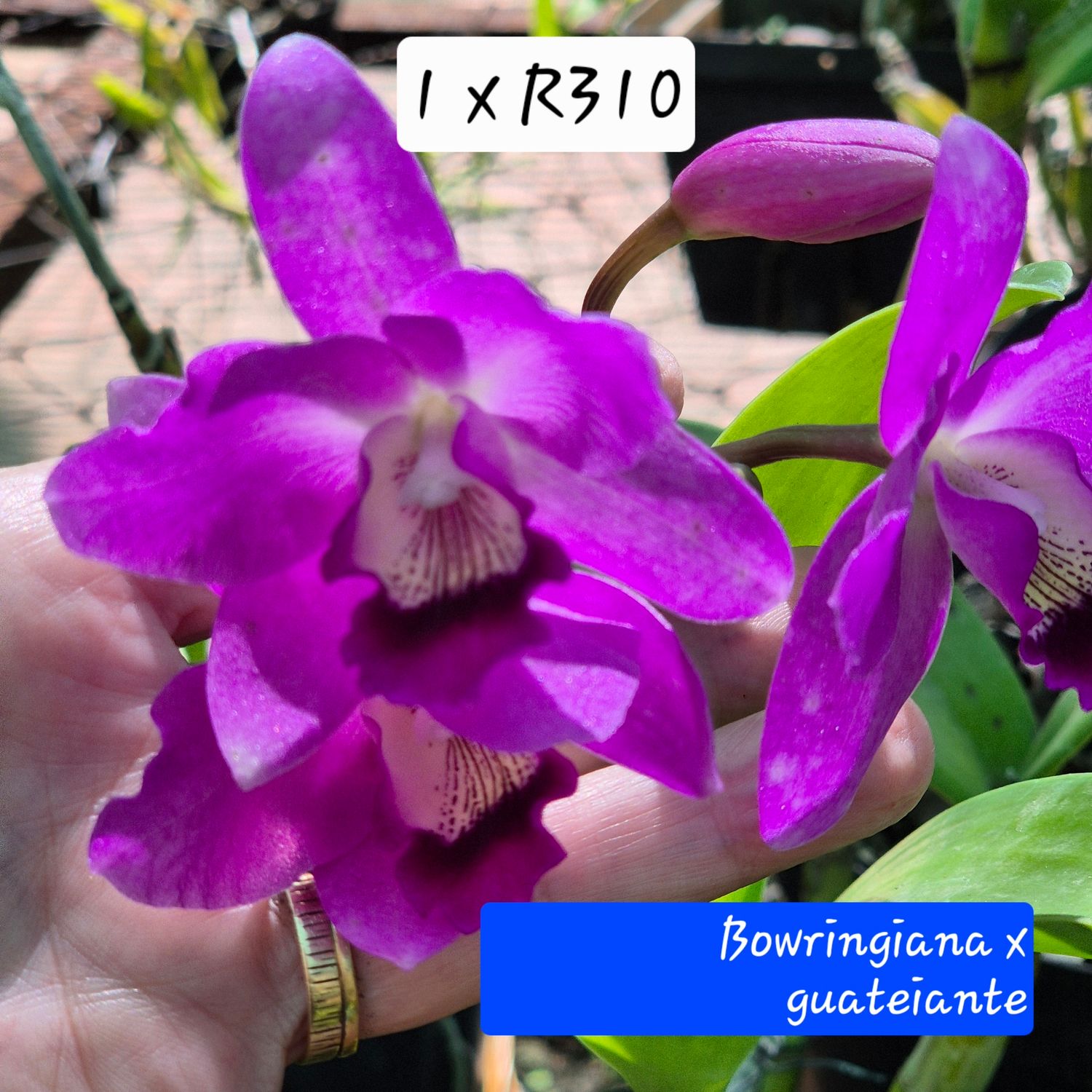 Laelia Bowringiana x guatianna