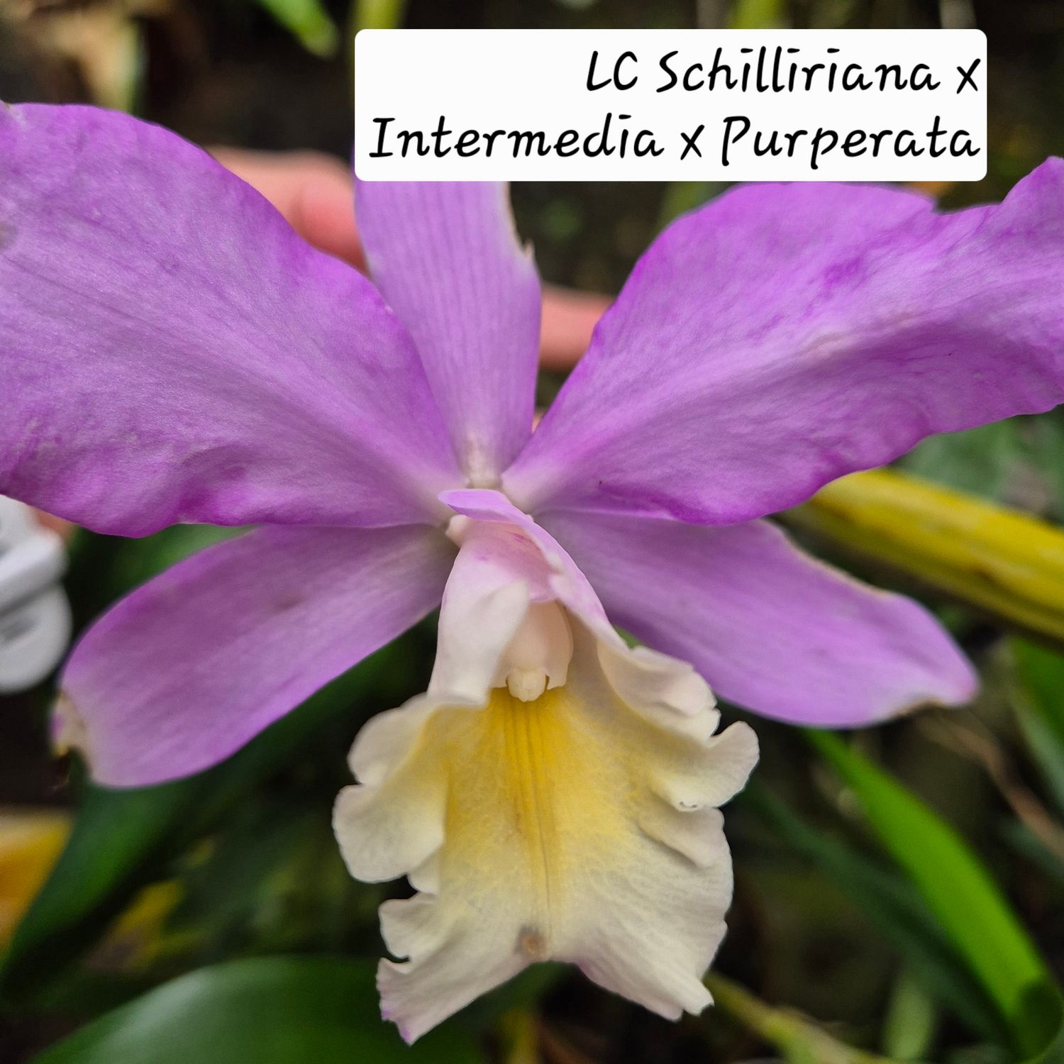 LC schilliriana x Intermedia x LC purperata