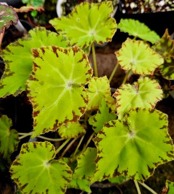 Begonia Lima Love Begonia Lima Love