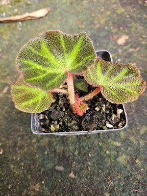 Begonia Soli-Mutata