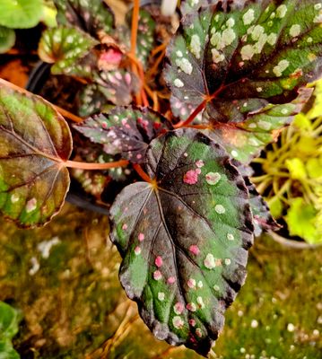 Begonia Rex Dark Red