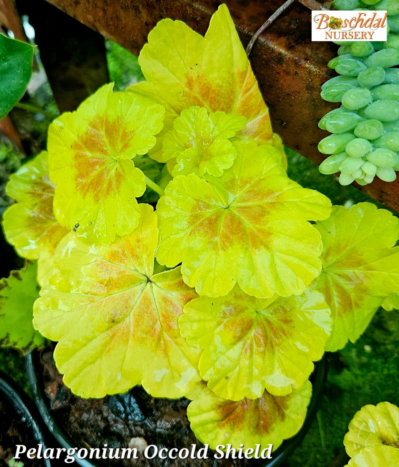 Perlargonium Occuld Sheet