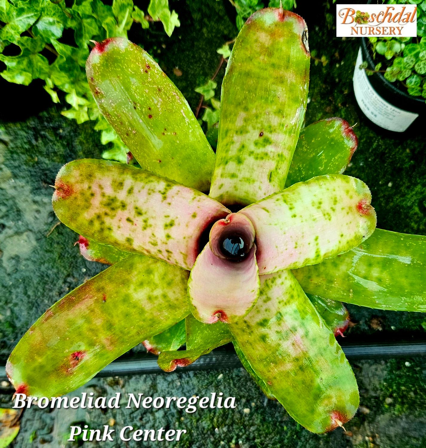 Neoregelia Galaxy